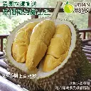DURIAN KING - 馬來西亞原個D197貓山王榴槤